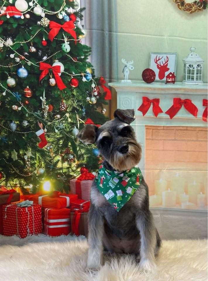 Ruby the miniature schnauzer at The Grange Guest House